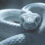 神秘的な白い蛇