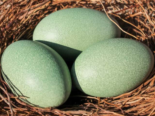 世界一危険な鳥、ヒクイドリの天敵は存在するのか？その驚くべき生態と歴史