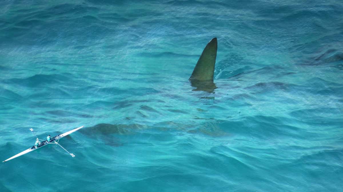 ウバザメは人食いじゃない!怖くて可愛い巨大サメの実態と絶滅の危機