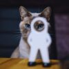 ずるい猫